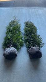 Professioneel gekweekte Taxus baccata 80-100 Oisterwijk, Tuin en Terras, Planten | Bomen, Ophalen of Verzenden