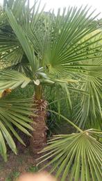 Palmboom, Jardin & Terrasse, Plantes | Arbres, Enlèvement, Palmier, 100 à 250 cm