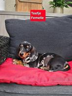 mooie korthaar teckel pups, Dieren en Toebehoren, België, CDV (hondenziekte), 8 tot 15 weken, Korthaar