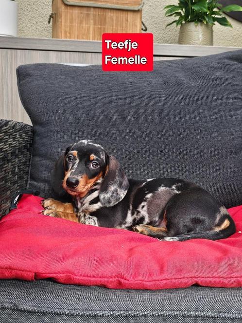 mooie korthaar teckel pups, Dieren en Toebehoren, Honden | Teckels en Dashonden, Meerdere dieren, Korthaar, Dwerg, Fokker | Professioneel