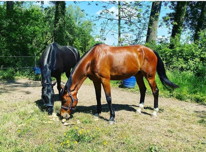 Fokmerrie/recratiemerrie, Dieren en Toebehoren, Paarden, Merrie, Zadelmak