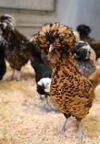 Sierkippen Zijdehoender, Wyandotte, Padua, Cochins, ..., Dieren en Toebehoren, Pluimvee, Kip