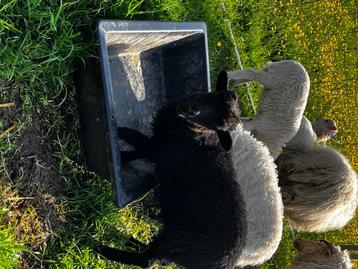 Skudde schapen, Mâle, Mouton, 0 à 2 ans