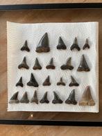 Flinke set fossiele haaientanden uit Antwerpen (België), Enlèvement ou Envoi