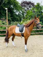 Leuke allround merrie, Dieren en Toebehoren, Paarden, Merrie, Dressuurpaard, Zadelmak, 3 tot 6 jaar