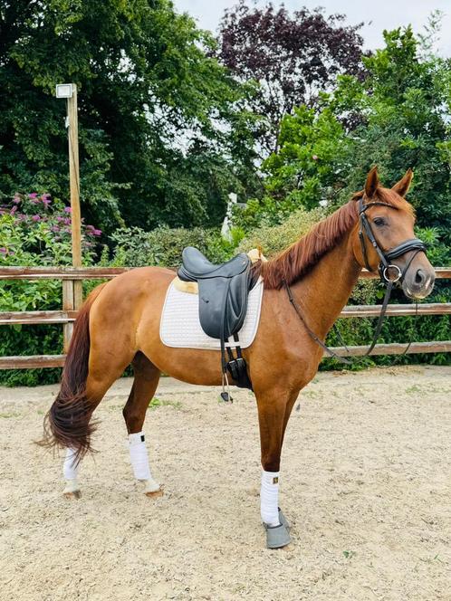 Leuke allround merrie, Dieren en Toebehoren, Paarden, Merrie, Zadelmak, 160 tot 165 cm, 3 tot 6 jaar, Dressuurpaard, Met stamboom