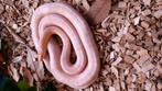 Korenslang, Dieren en Toebehoren, Reptielen en Amfibieën, Slang, Tam, 3 tot 6 jaar