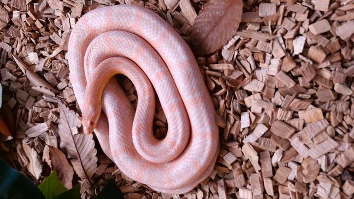 Korenslang, Dieren en Toebehoren, Reptielen en Amfibieën, Slang, 3 tot 6 jaar, Tam