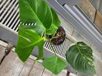 Monstera bonte albo-plant, Huis en Inrichting, Kamerplanten, Ophalen, Halfschaduw, In pot, Minder dan 100 cm