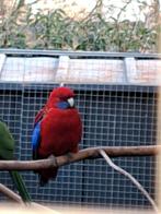 Pennant rosella pop gezocht, Dieren en Toebehoren, Vrouwelijk, Parkiet