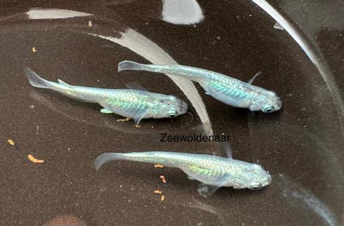 Eitjes medaka miyuki silver - japanse rijstvis, Dieren en Toebehoren, Vissen | Aquariumvissen, Zoetwatervis, Vis, Schoolvis