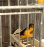 Goed zingende kanarie man te koop, Dieren en Toebehoren, Mannelijk, Zangkanarie