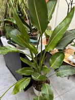 Plant, Tuin en Terras, Planten | Tuinplanten, Ophalen