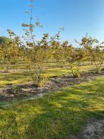 Meerstammige krentenbomen- Amelanchier, Halfschaduw, Overige soorten, Lente, 100 tot 250 cm