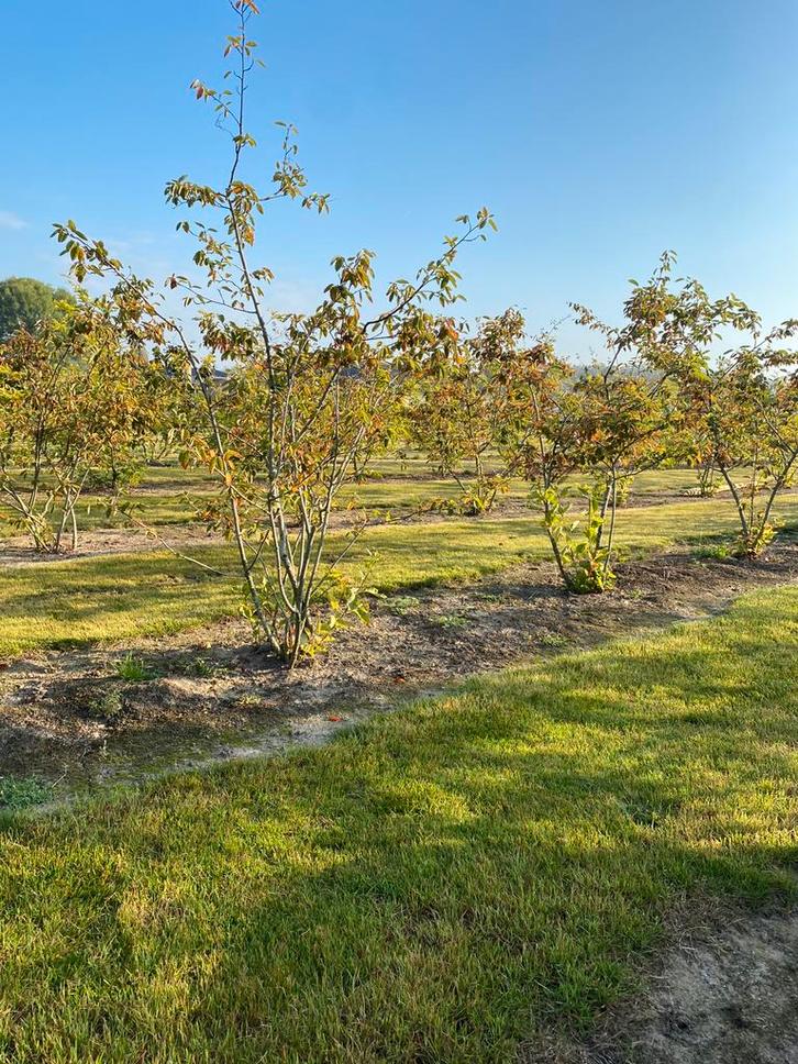 Meerstammige krentenbomen- Amelanchier, Tuin en Terras, Planten | Bomen, Overige soorten, 100 tot 250 cm, Halfschaduw, Lente, In pot