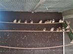 20 koppels zebravinken, Dieren en Toebehoren, Vogels | Overige Vogels