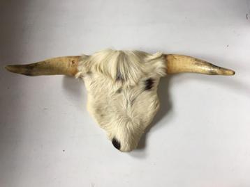 Koe of stierenkop met hoorns en stuk kop met vacht