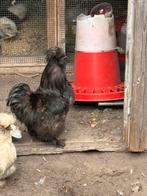 Gratis hanen, Dieren en Toebehoren, Mannelijk, Kip