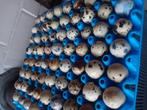 Gezocht Japanse kwartel broedeieren, Dieren en Toebehoren, Pluimvee