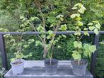 Hazelboom in een pot - 10€ / stuk - 3 struiken beschikbaar, Tuin en Terras, Planten | Struiken en Hagen, Ophalen, Overige soorten