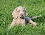 Weimaraner pup, Dieren en Toebehoren, België, CDV (hondenziekte), 8 tot 15 weken, Eén hond