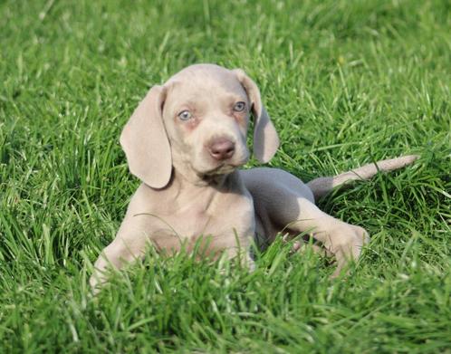 Weimaraner pup, Dieren en Toebehoren, Honden | Beagles, Bassets en Lopende honden, Reu, Overige rassen, Fokker | Professioneel