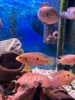 Hemichromis Bimaculatus, Animaux & Accessoires, Poissons | Poissons d'aquarium, Poisson, Poisson d'eau douce, Banc de poissons