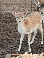 Damherten, Dieren en Toebehoren