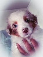Australian shepherd pups met stamboom, CDV (hondenziekte), België, 8 tot 15 weken, Teef