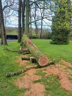 Bomen vellen, Tuin en Terras, Ophalen