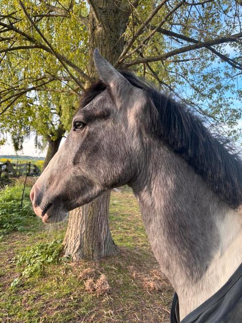 Opzoek naar iets aparts bekijk deze eyecatcher bonte ruin !, Dieren en Toebehoren, Pony's, Ruin, Ingeënt