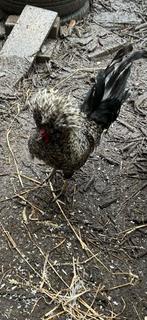 Kuifhoen haan, Dieren en Toebehoren