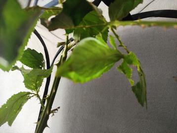 Œufs de phasme feuilles  beschikbaar voor biedingen