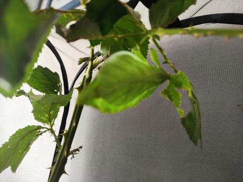 Œufs de phasme feuilles, Tuin en Terras, Planten | Bomen, Ophalen of Verzenden