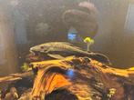 Algeneter, Dieren en Toebehoren, Vissen | Aquariumvissen, Vis, Zoetwatervis