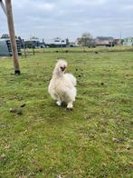 2 zijdehoen hanen, Dieren en Toebehoren, Pluimvee, Mannelijk, Kip