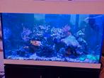 Compleet zoutwater aquarium, Dieren en Toebehoren, Vissen | Aquaria en Toebehoren, Ophalen, Gebruikt, Gevuld zeewateraquarium