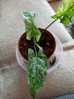 Syngonium mottled mojito, Maison & Meubles, Plantes d'intérieur, Ombre partielle, En pot, Plante verte, Enlèvement ou Envoi