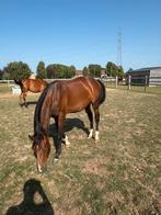 Jaarling hengst uit fijne stam!, Dieren en Toebehoren, Paarden, Hengst, Z