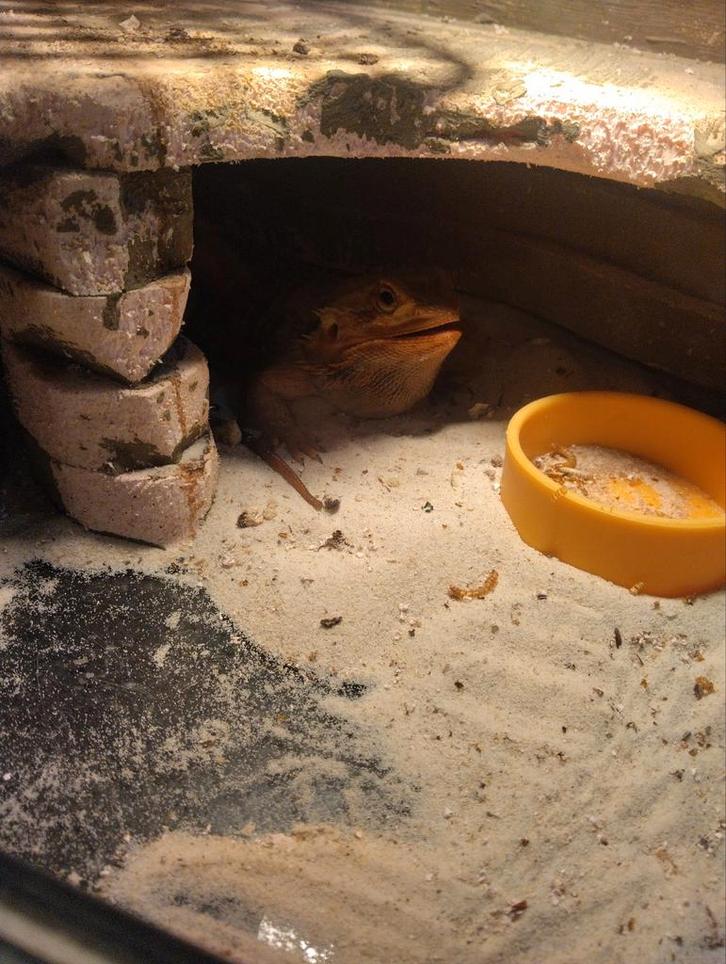 Baardagaam te koop met terrarium, Dieren en Toebehoren, Vogels | Overige Vogels