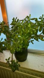 Vetplant plus pot, Enlèvement, Plante succulente
