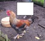 Legbar Rooster Marans x Cream, Mâle, Poule ou poulet