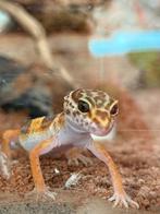 Gecko leopard a vendre, Animaux & Accessoires, Lézard, Avec terrarium, 0 à 2 ans