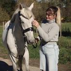 Weidemaatje of projectpaardje, Dieren en Toebehoren, Gechipt, Ruin, 7 tot 10 jaar, 160 tot 165 cm