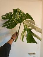Ongewortelde monstera albo stekken, Huis en Inrichting, Kamerplanten, Overige soorten, Minder dan 100 cm, Groene kamerplant, Halfschaduw