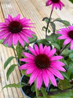 Echinacea purpurea (paarse zonnehoed), Tuin en Terras, Ophalen, Zomer, Vaste plant, Volle zon