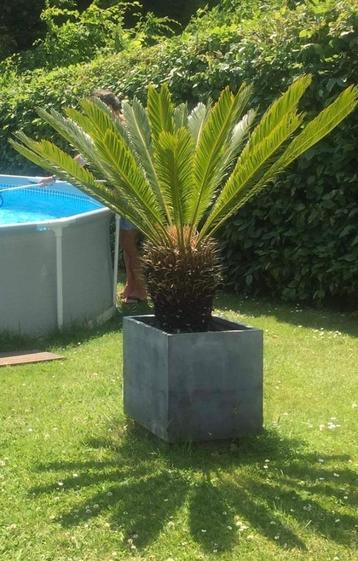 Cycas Revoluta XL beschikbaar voor biedingen