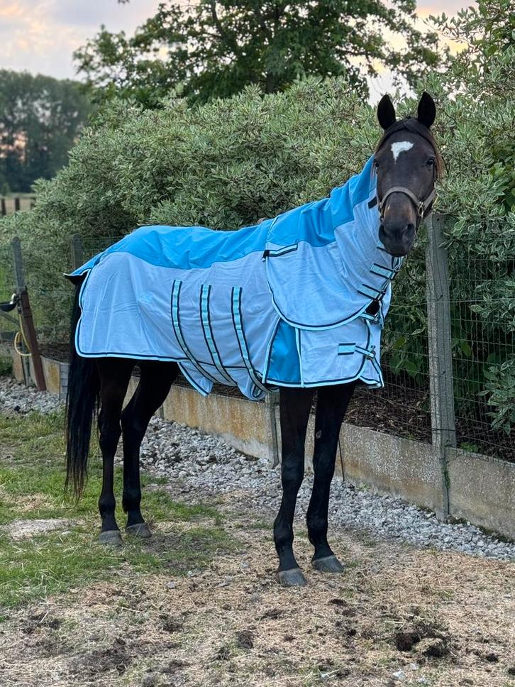 Vliegendekens, Dieren en Toebehoren, Paarden en Pony's | Dekens en Dekjes, Gebruikt, Deken, Ophalen