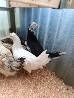 dag kuikens kleur leggers 24 februari 0499/082381, Dieren en Toebehoren, Vrouwelijk, Kip