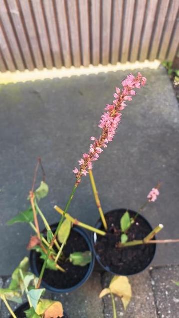 Grote potten persicaria met roze bloem , laatste  beschikbaar voor biedingen